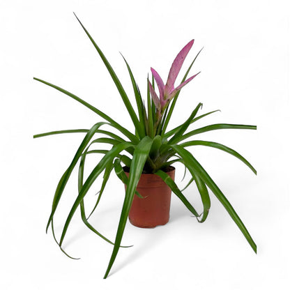 Potted Plants at Floristika