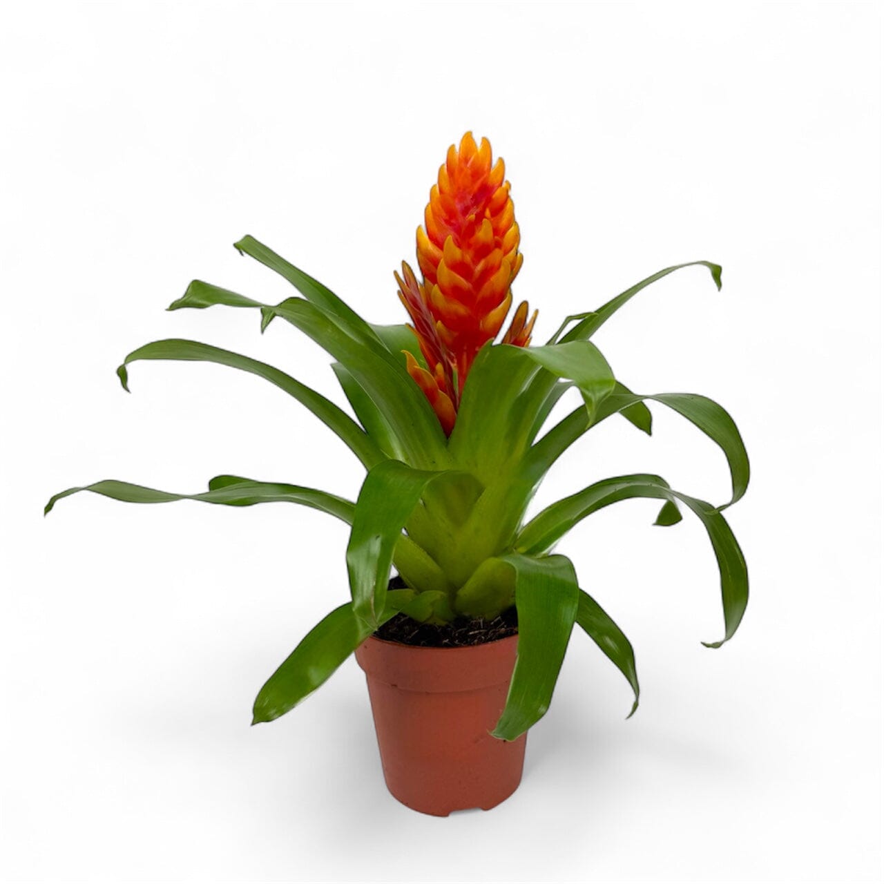 Potted Plants at Floristika