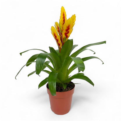 Potted Plants at Floristika