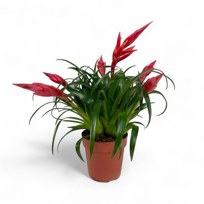 Potted Plants at Floristika