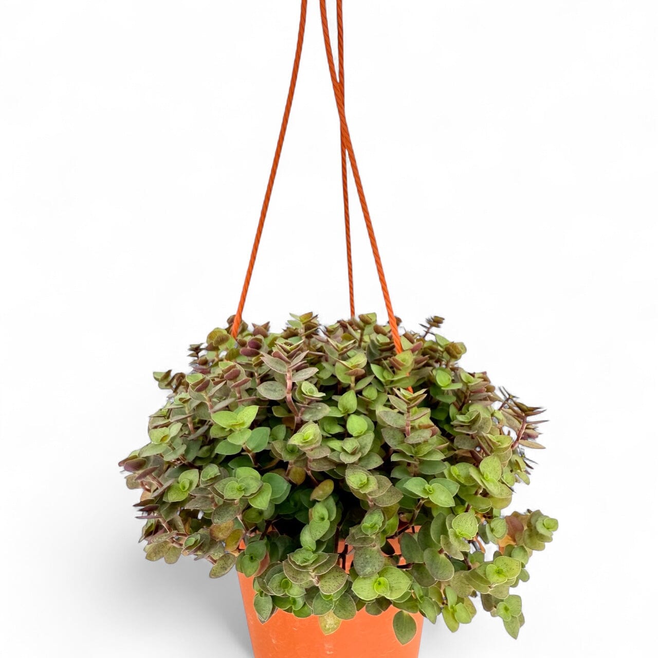 Potted Plants at Floristika 