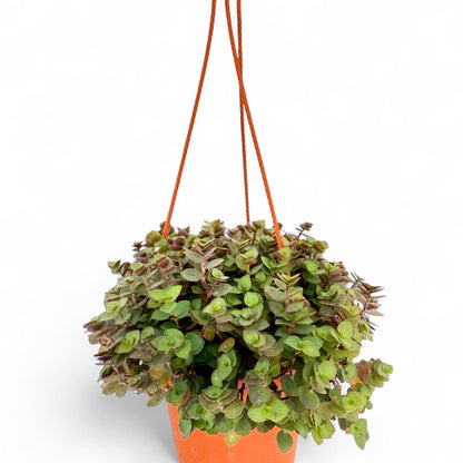 Potted Plants at Floristika 