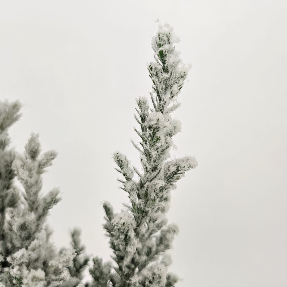 Pot Ellwoodii (White Green)