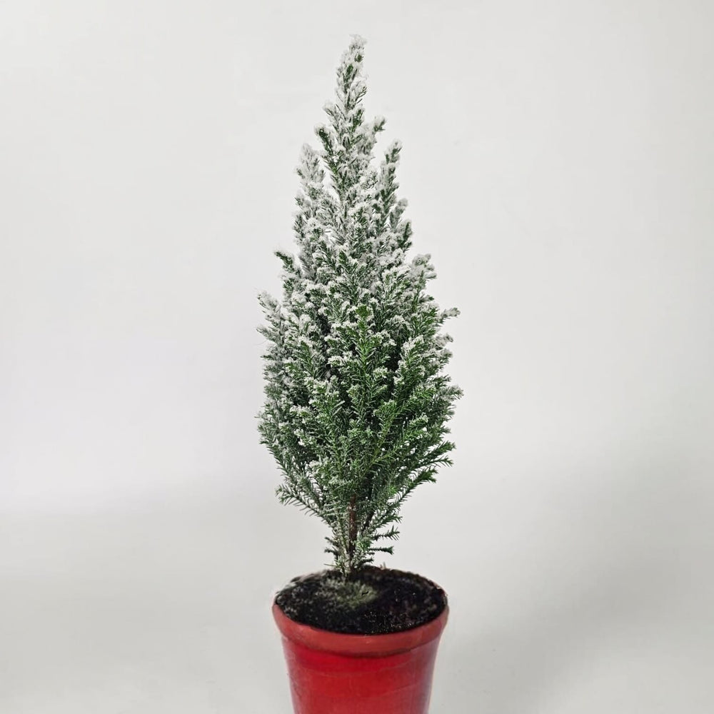 Pot Ellwoodii (White Green)