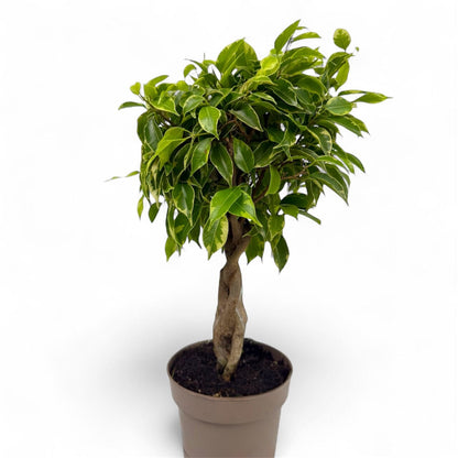 Potted Plants at Floristika