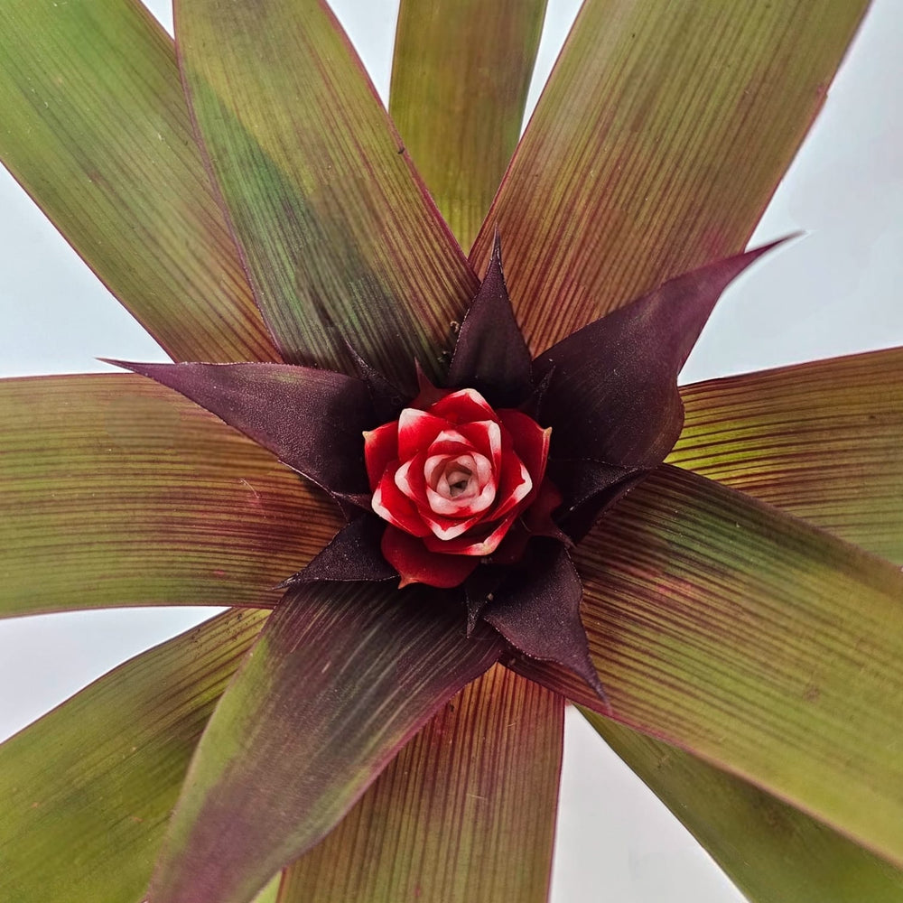 Pot Guzmania Priscilla Mini