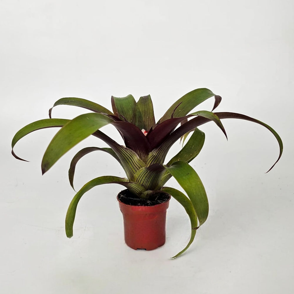 Pot Guzmania Priscilla Mini