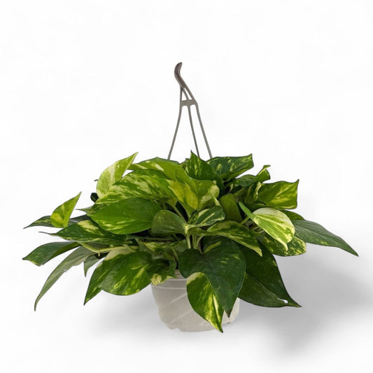 Potted Plants at Floristika