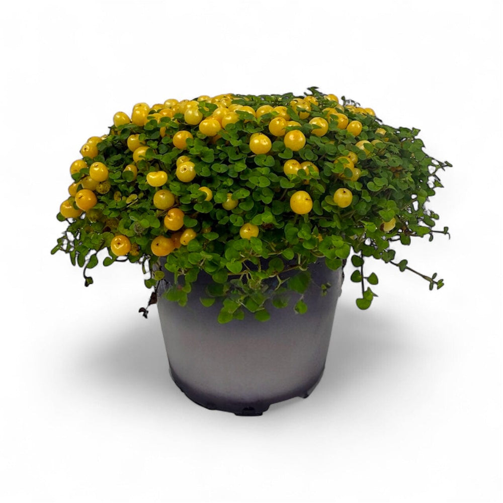 Pot Nertera Granadensis