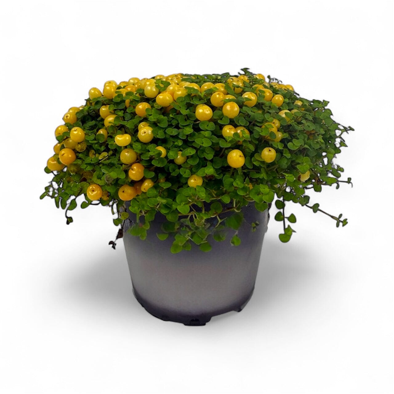 Potted Plants at Floristika