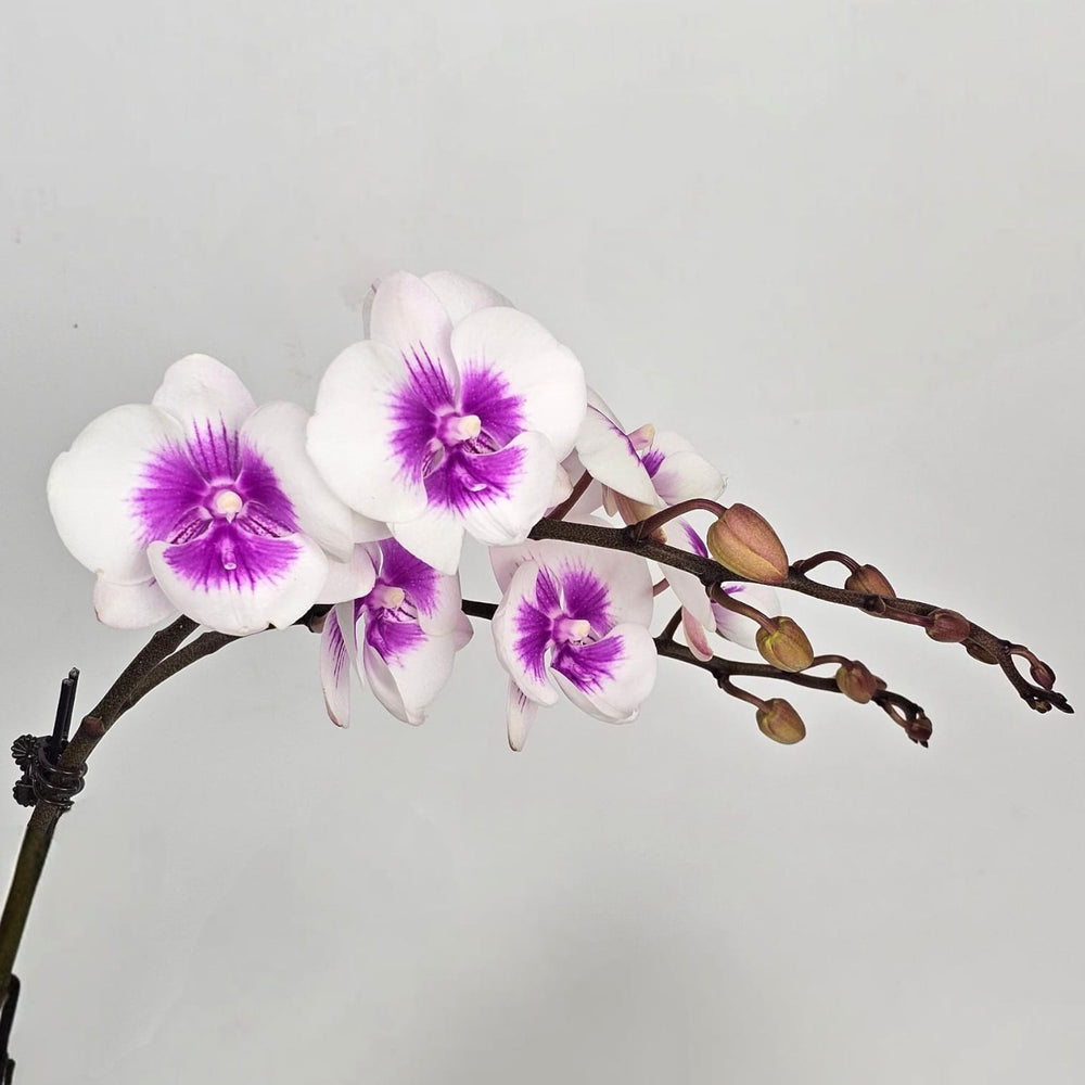 Pot Phalaenopsis Mini (Two tone White and Purple)