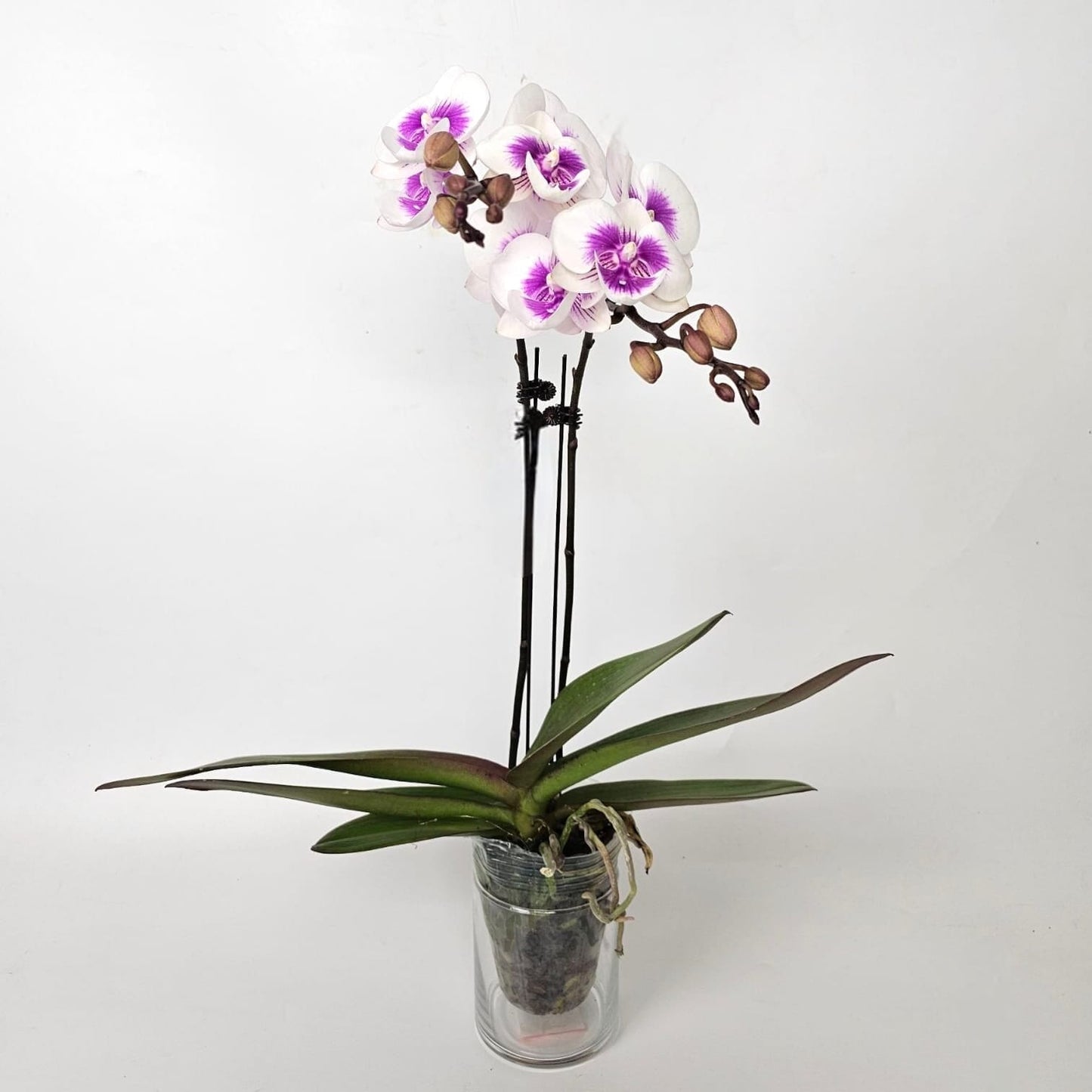 Phalaenopsis at Floristika