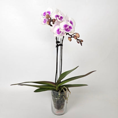 Phalaenopsis at Floristika