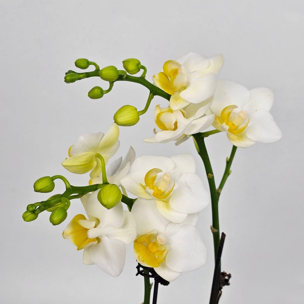Pot Phalaenopsis Mini (White)