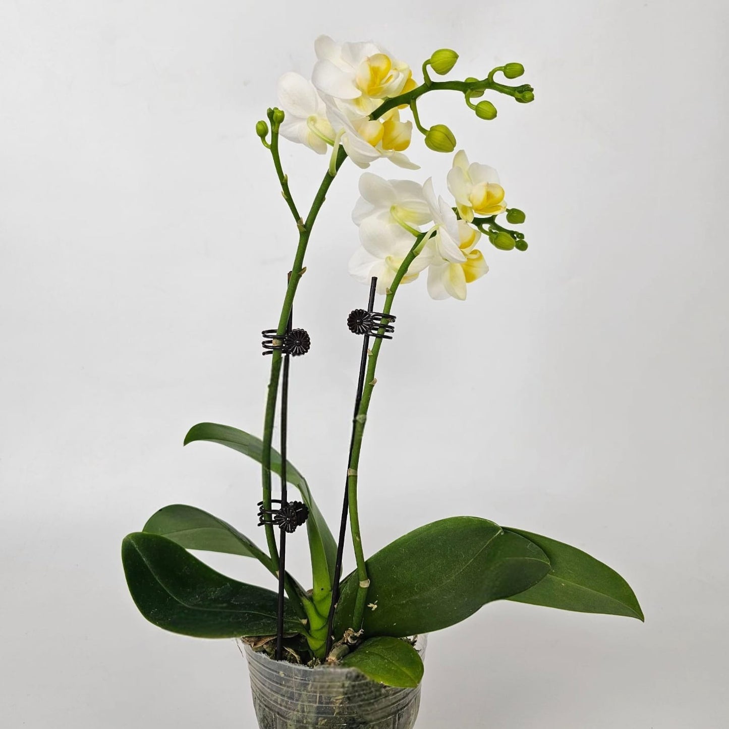 Phalaenopsis at Floristika