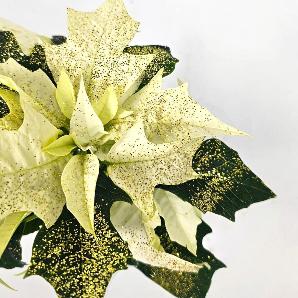 Poinsettia Mini - White Glitter