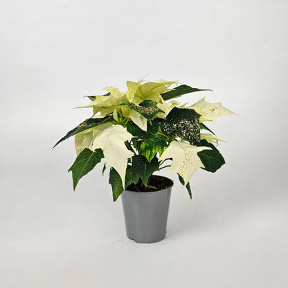 Potted Plants at Floristika