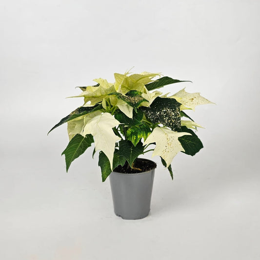 Potted Plants at Floristika