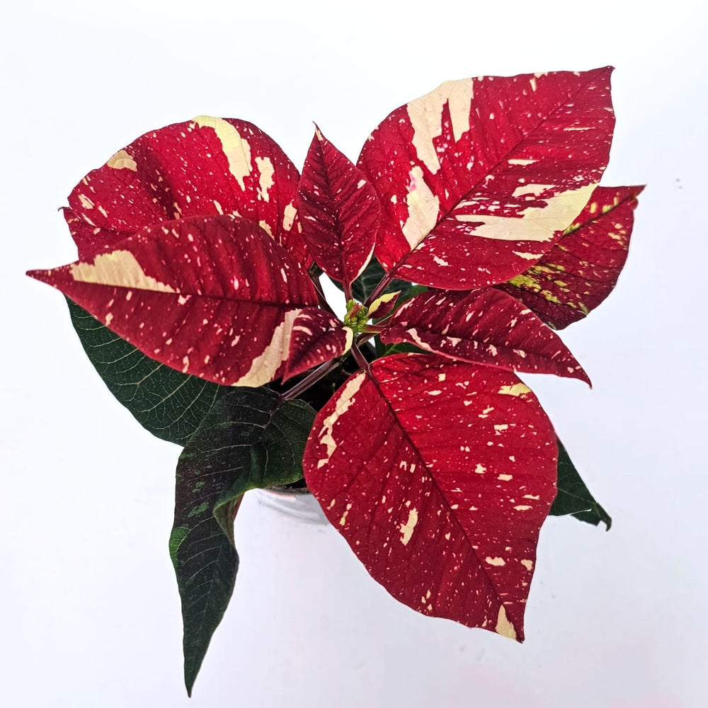 Poinsettia Mini - Marble Red