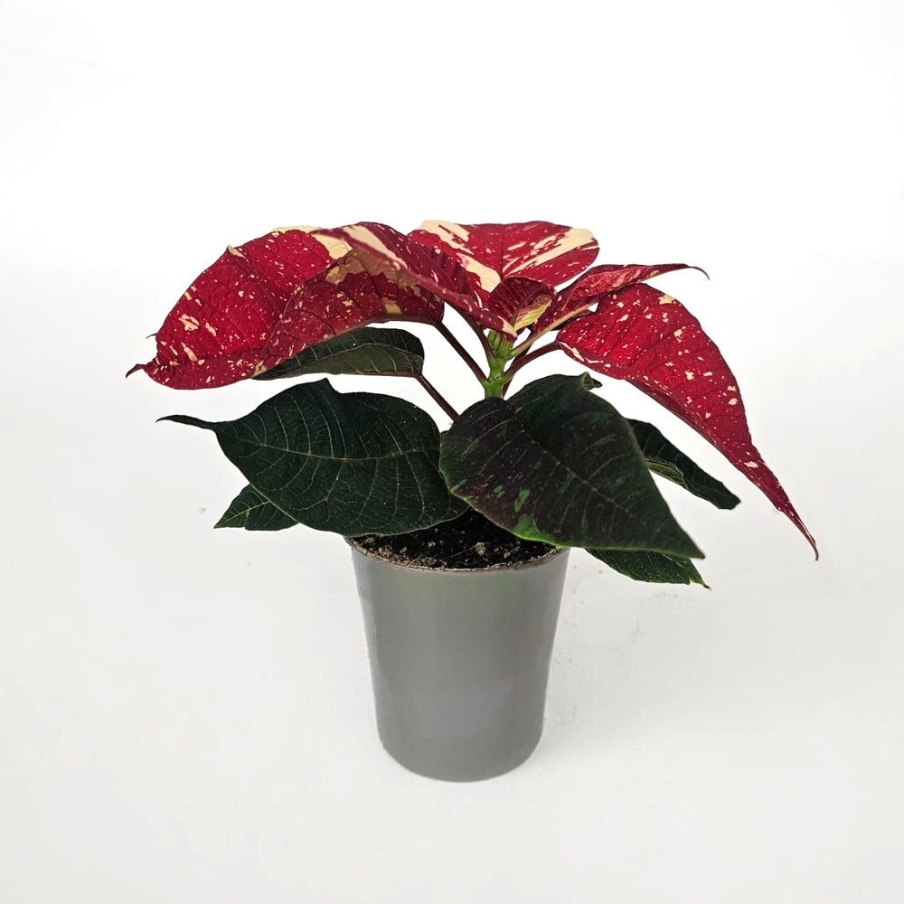 Poinsettia Mini - Marble Red