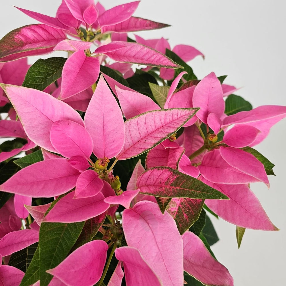 Pot Poinsettia Mix - Pink