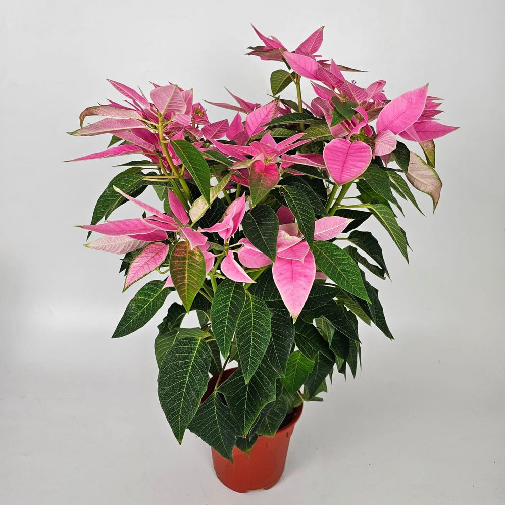 Pot Poinsettia Mix - Pink