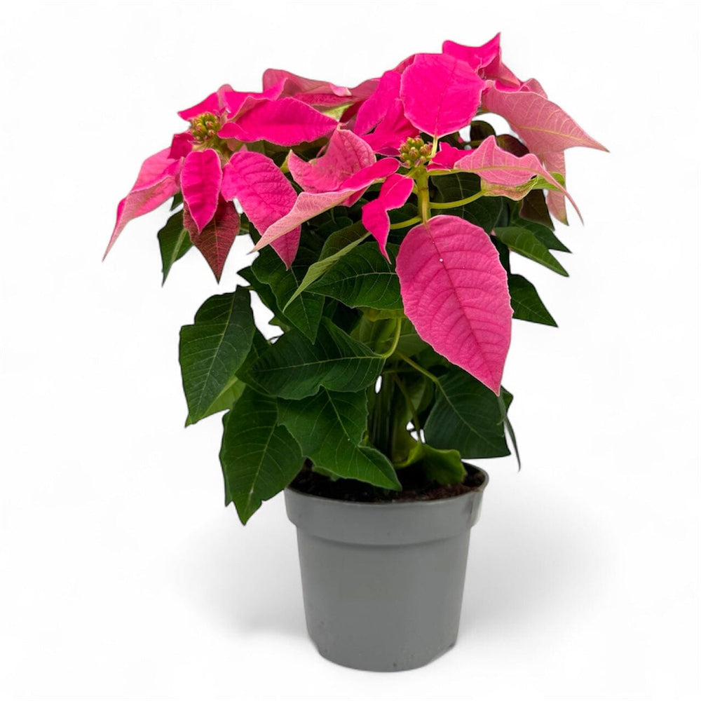 Pot Poinsettia Mix P120 - Pink