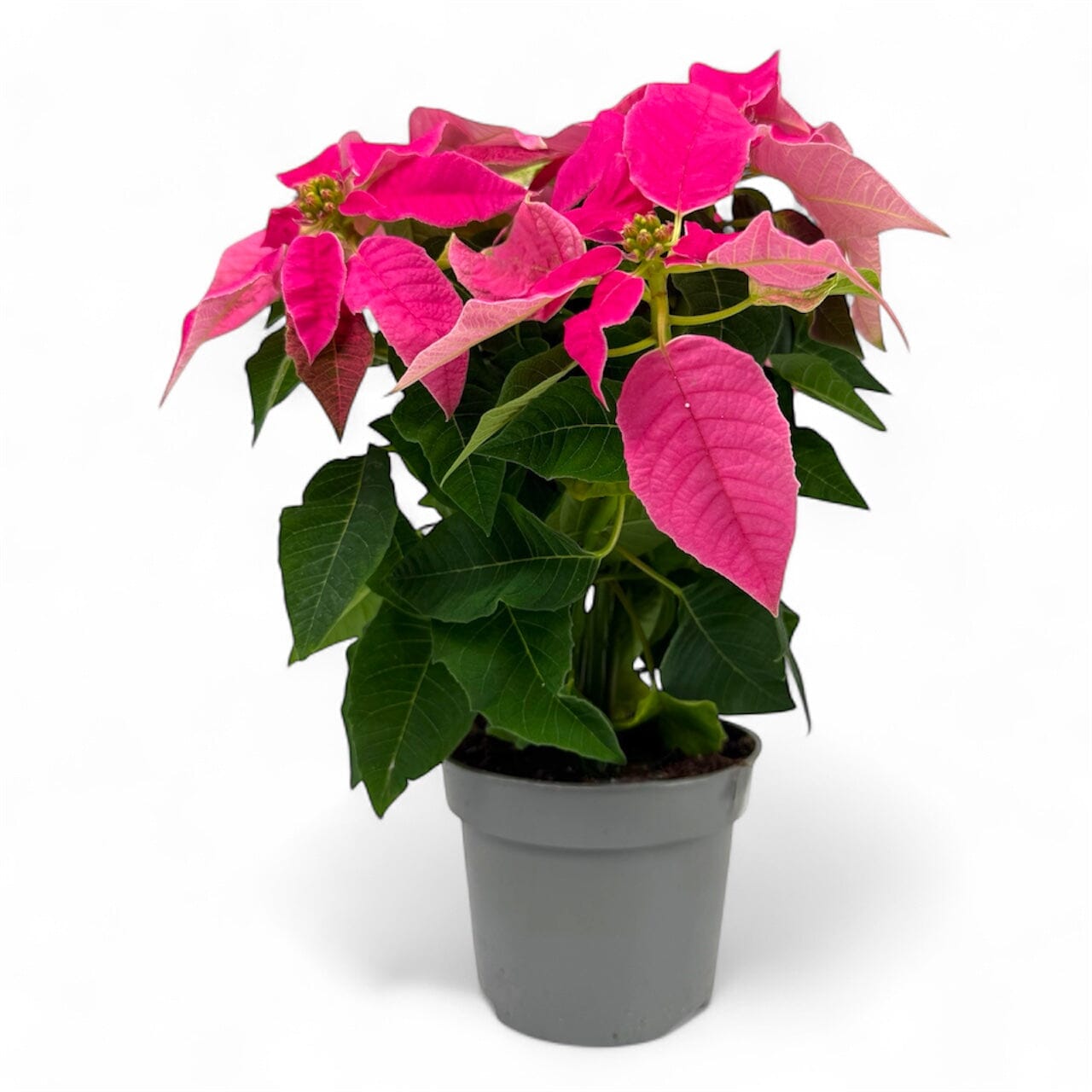 Potted Plants at Floristika