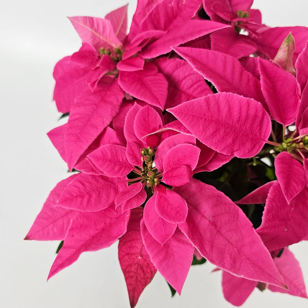 Poinsettia - Pink (P120)