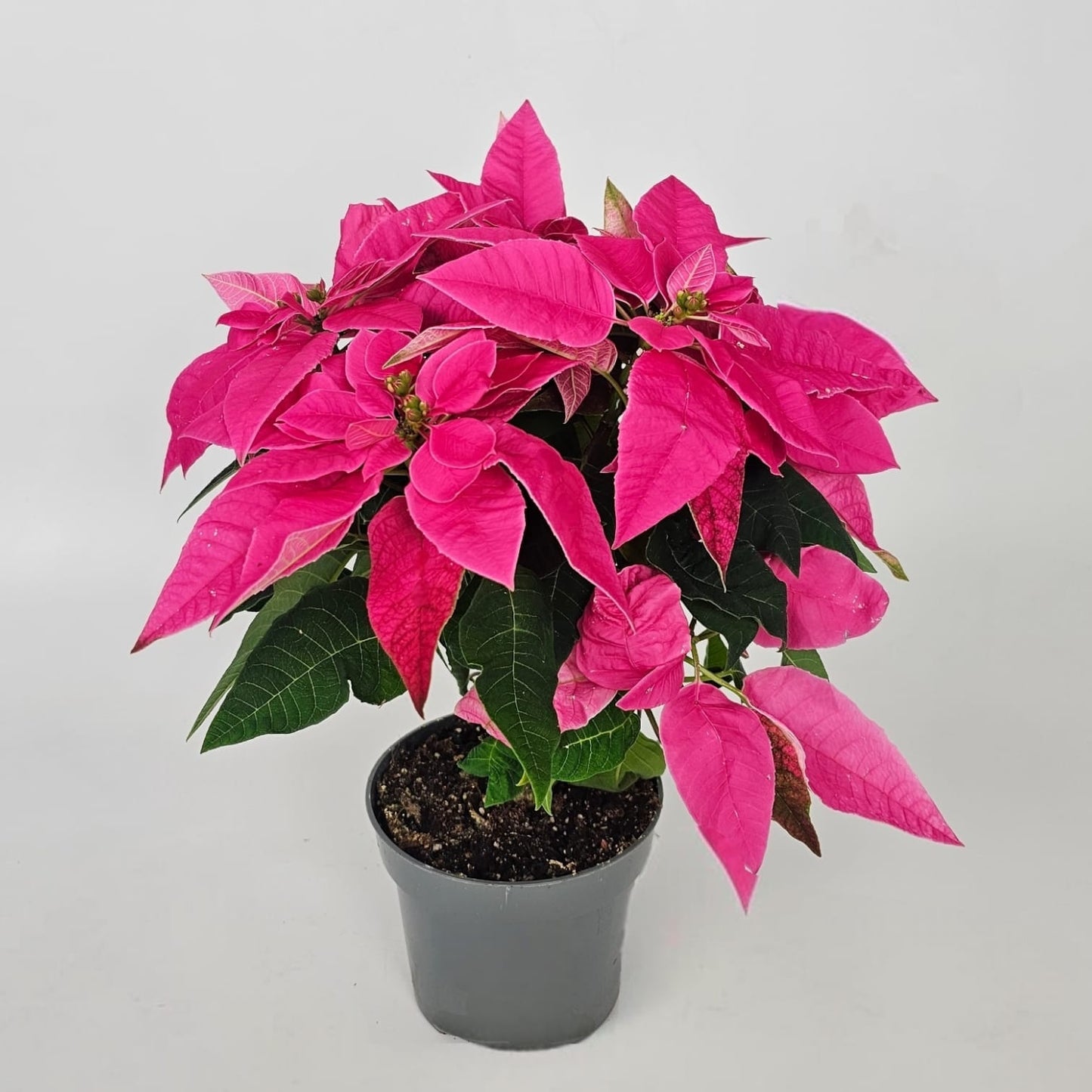 Potted Plants at Floristika