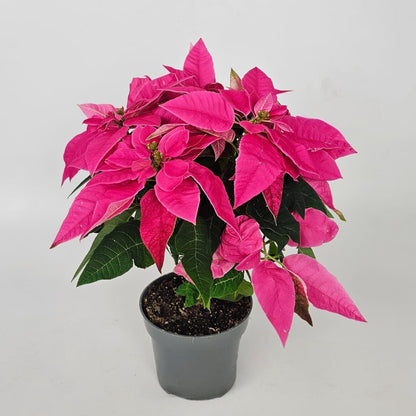 Potted Plants at Floristika