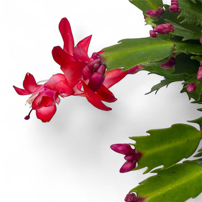 Potted Plant at Floristika