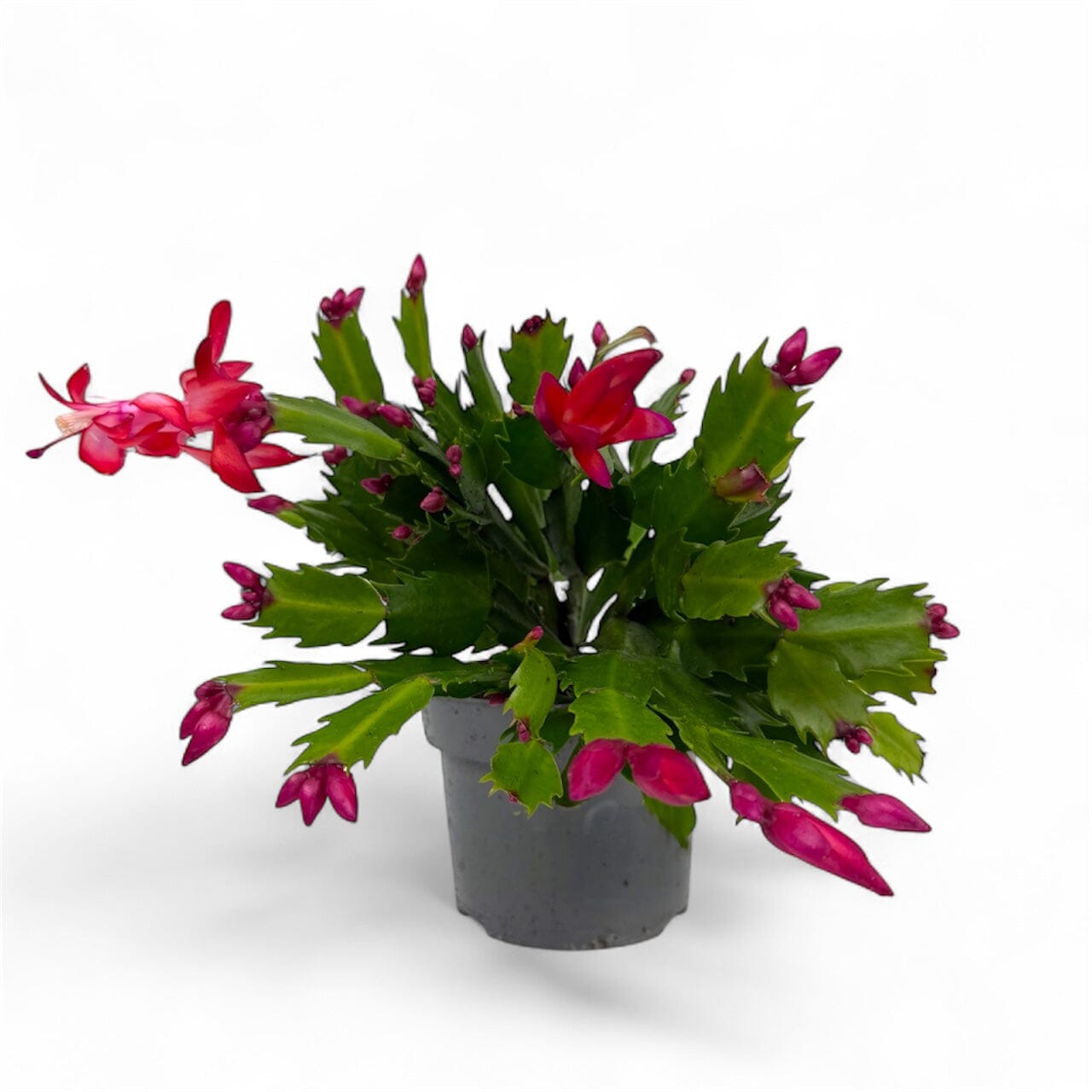 Potted Plants at Floristika