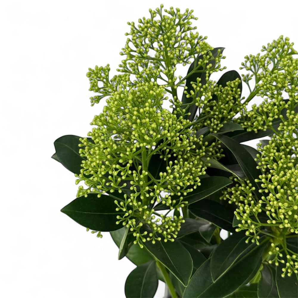 Pot Skimmia Japonica Finchy