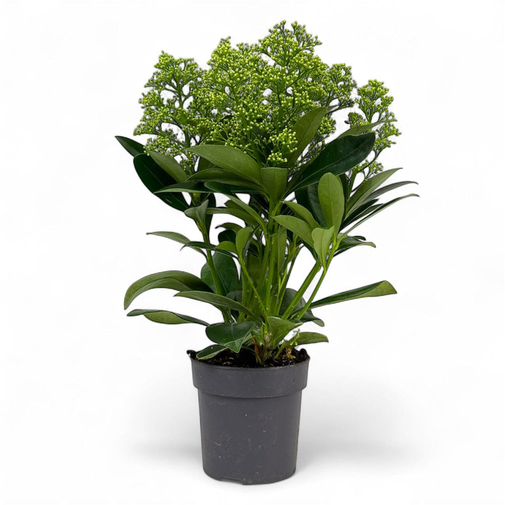 Pot Skimmia Japonica Finchy