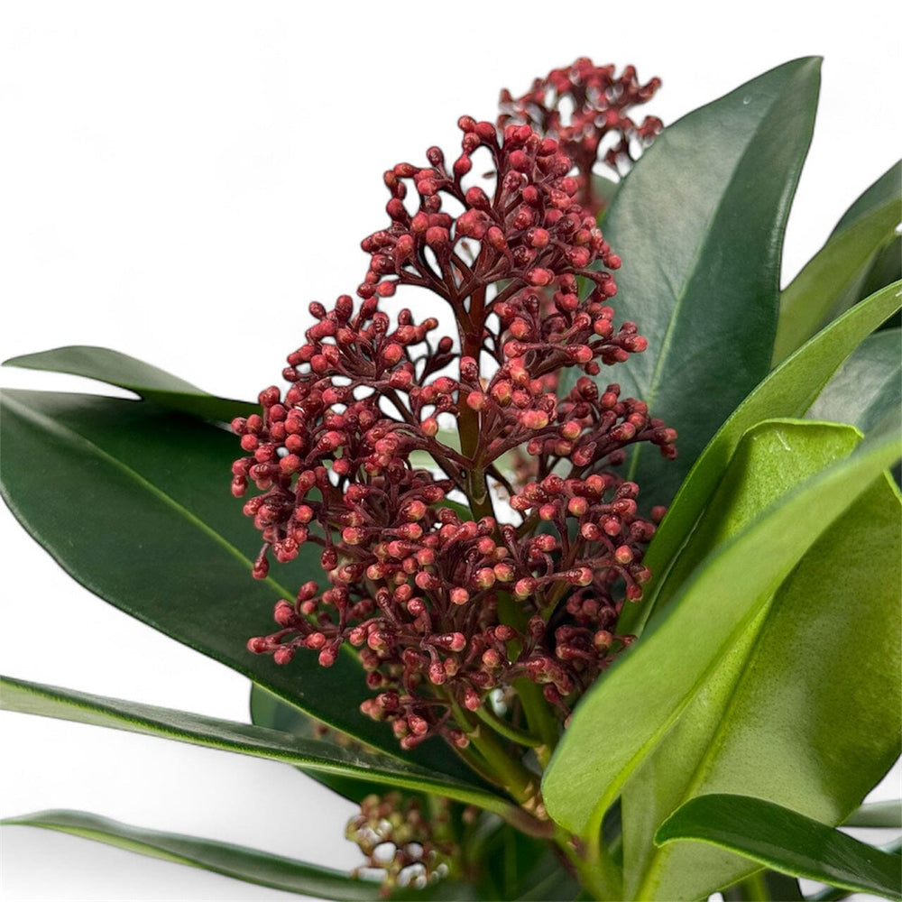 Pot Skimmia Japonica Finchy - Red