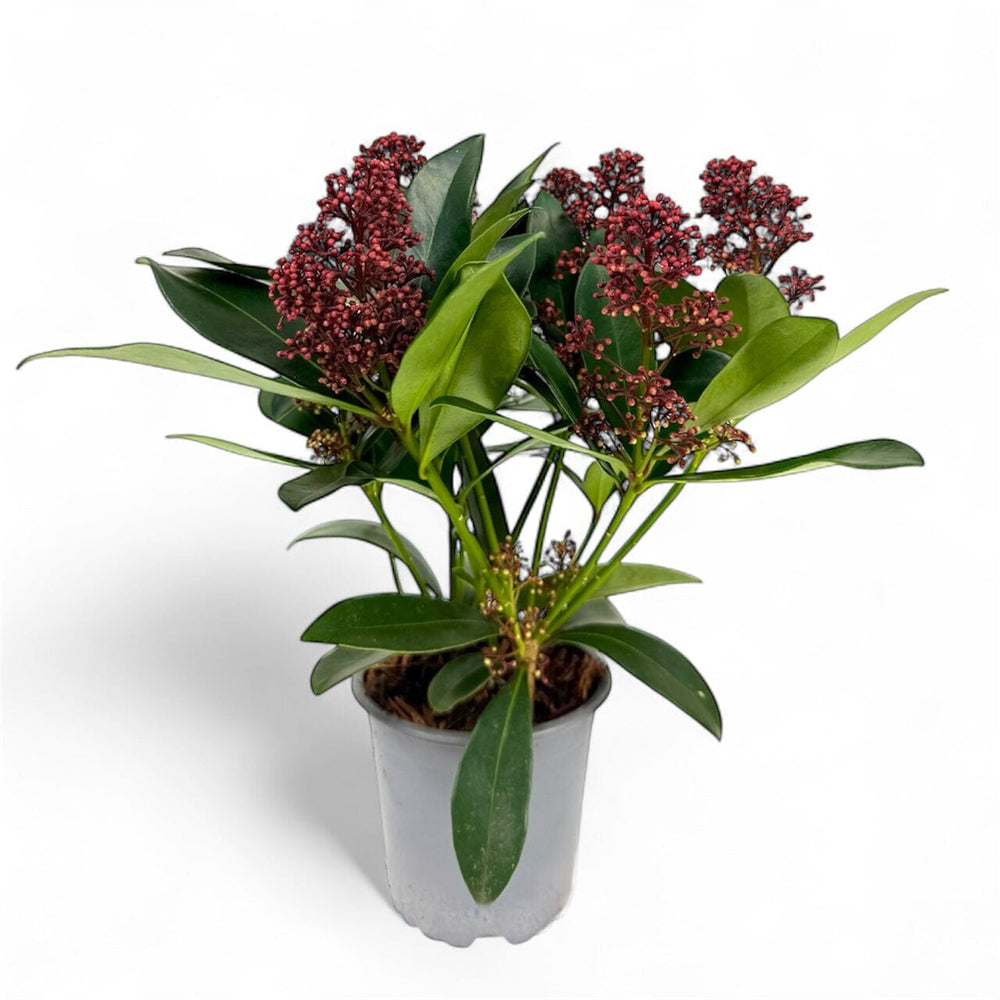 Pot Skimmia Japonica Finchy - Red