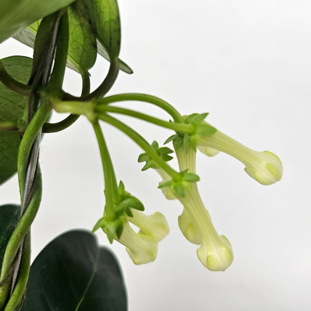 Pot Stephanotis Floribunda