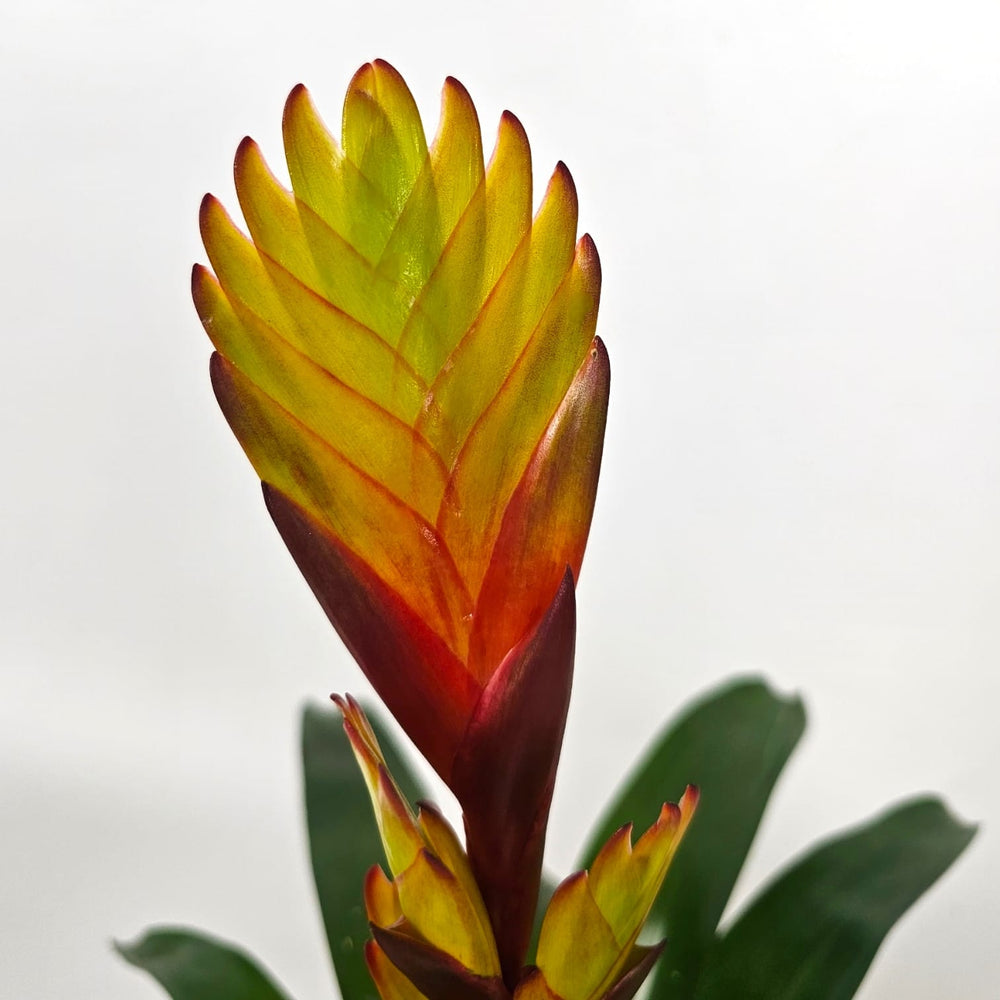 Pot Vriesea Electric