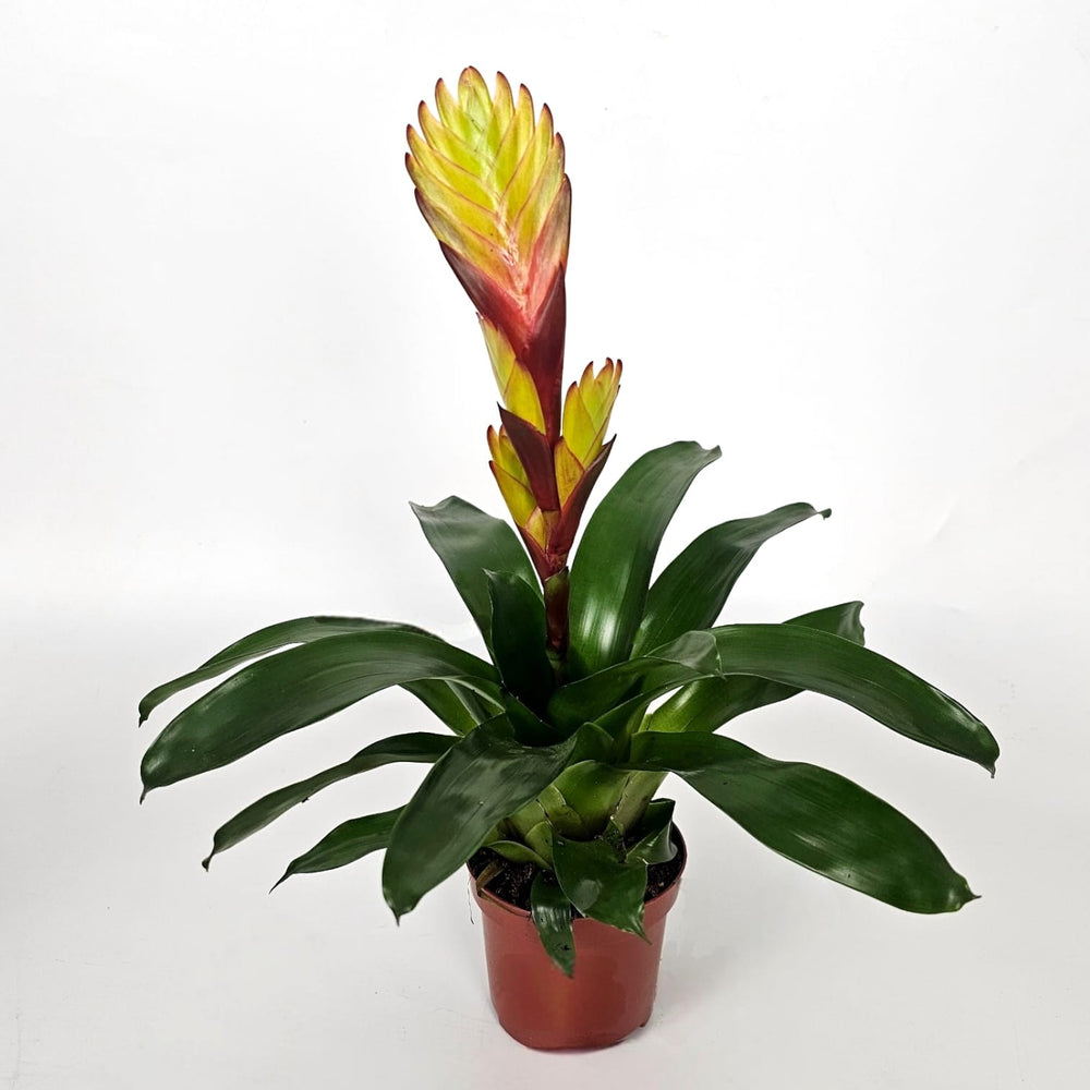 Pot Vriesea Electric