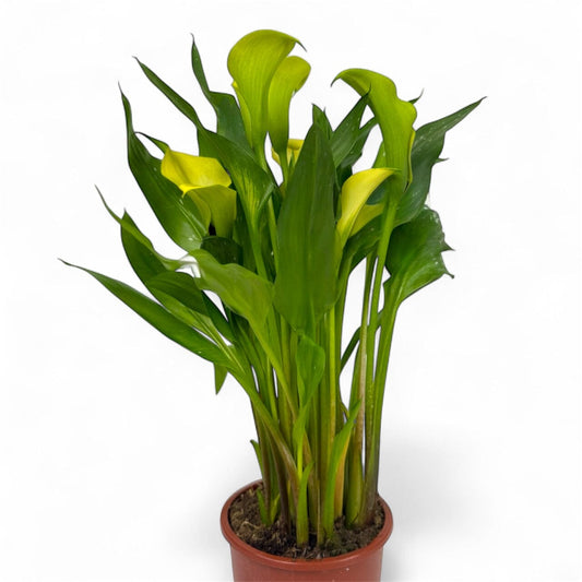 Potted Plants at Floristika