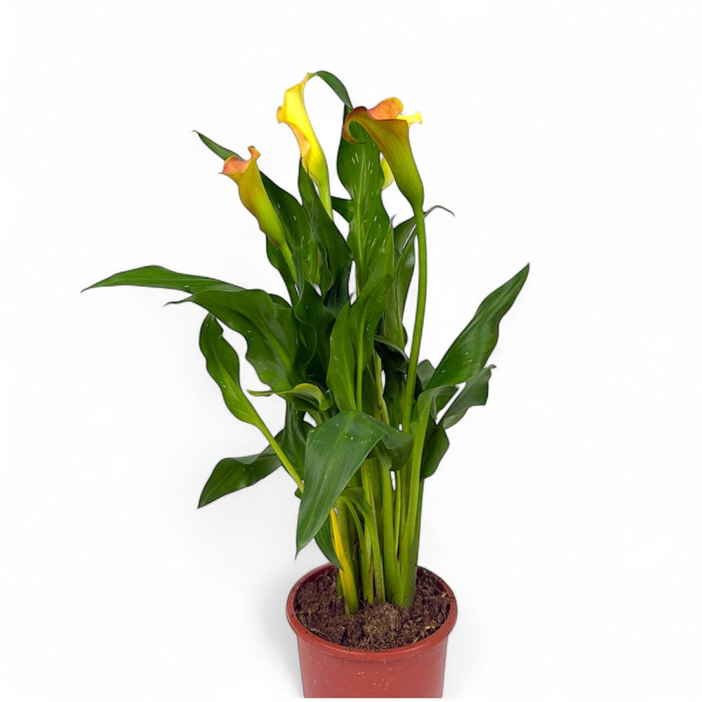 Pot Zantedeschia Mix - Yellow