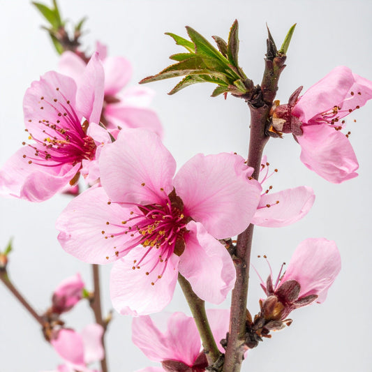 Close-up of pink cherry blossoms on a branch with a light gray background