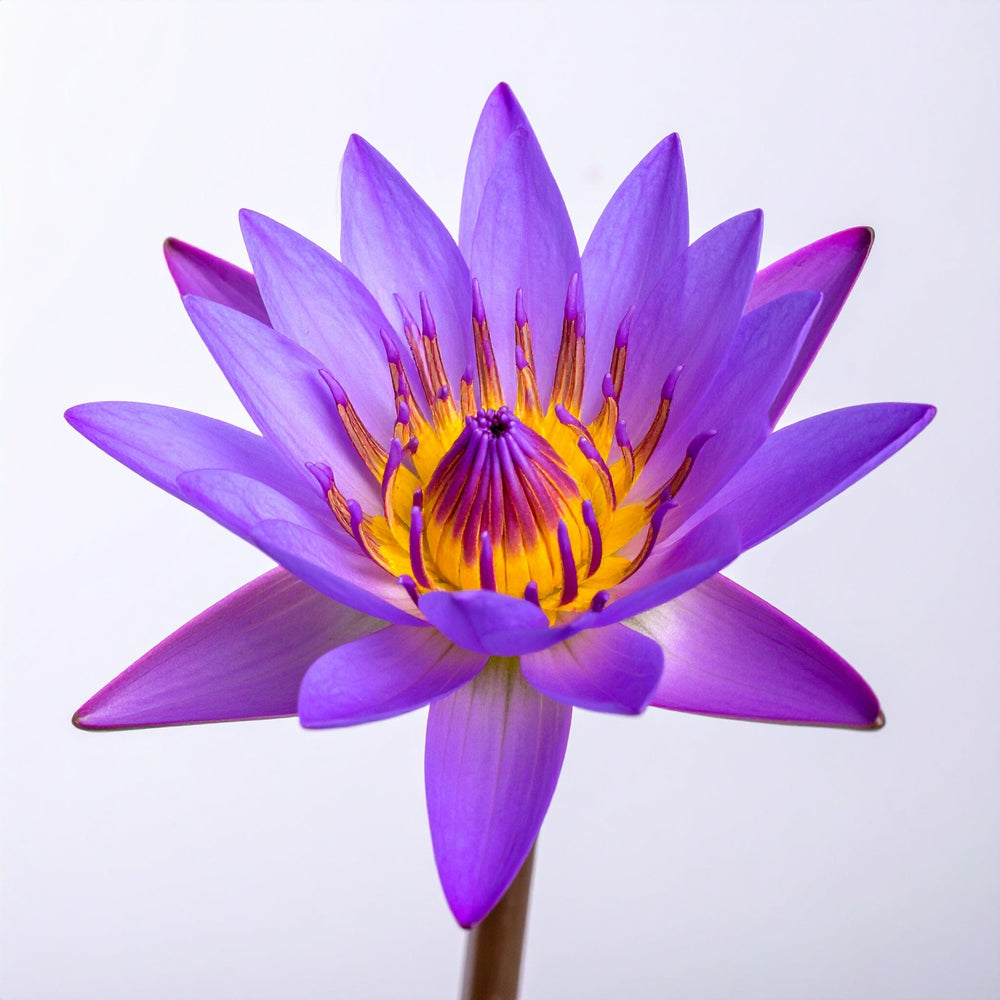 Lotus Flower  - Purple