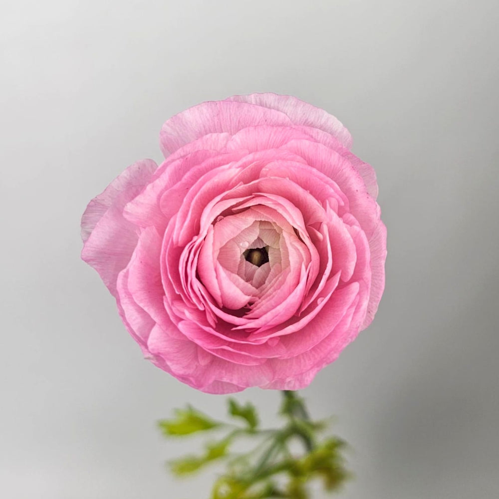 Pink Ranunculus Import Ranunculus (Imported) - Light Pink | Floristika Bangsar
