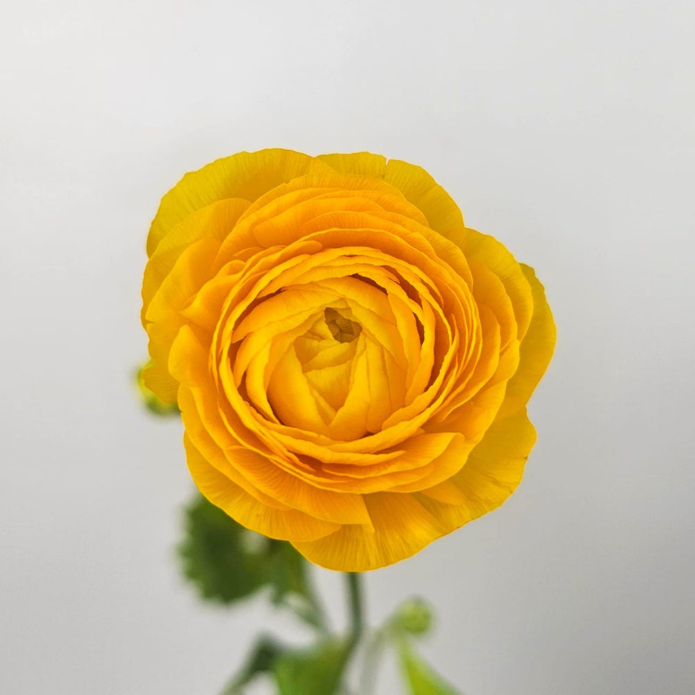 Ranunculus - Mustard Yellow