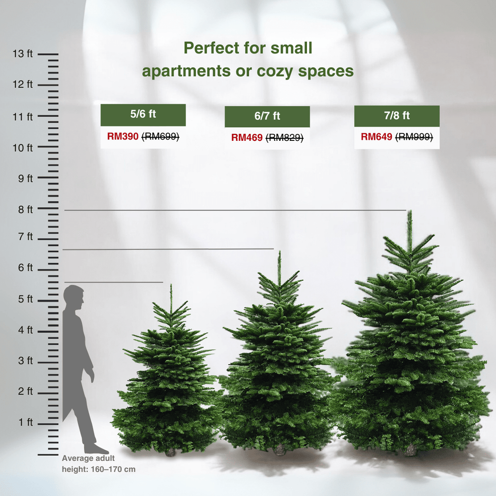 Real Christmas Tree (6/7 Ft. / 175 - 200cm) - Premium Grade Noble Fir