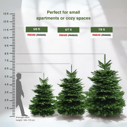 Real Christmas Tree - Premium Grade Noble Fir Chart Size