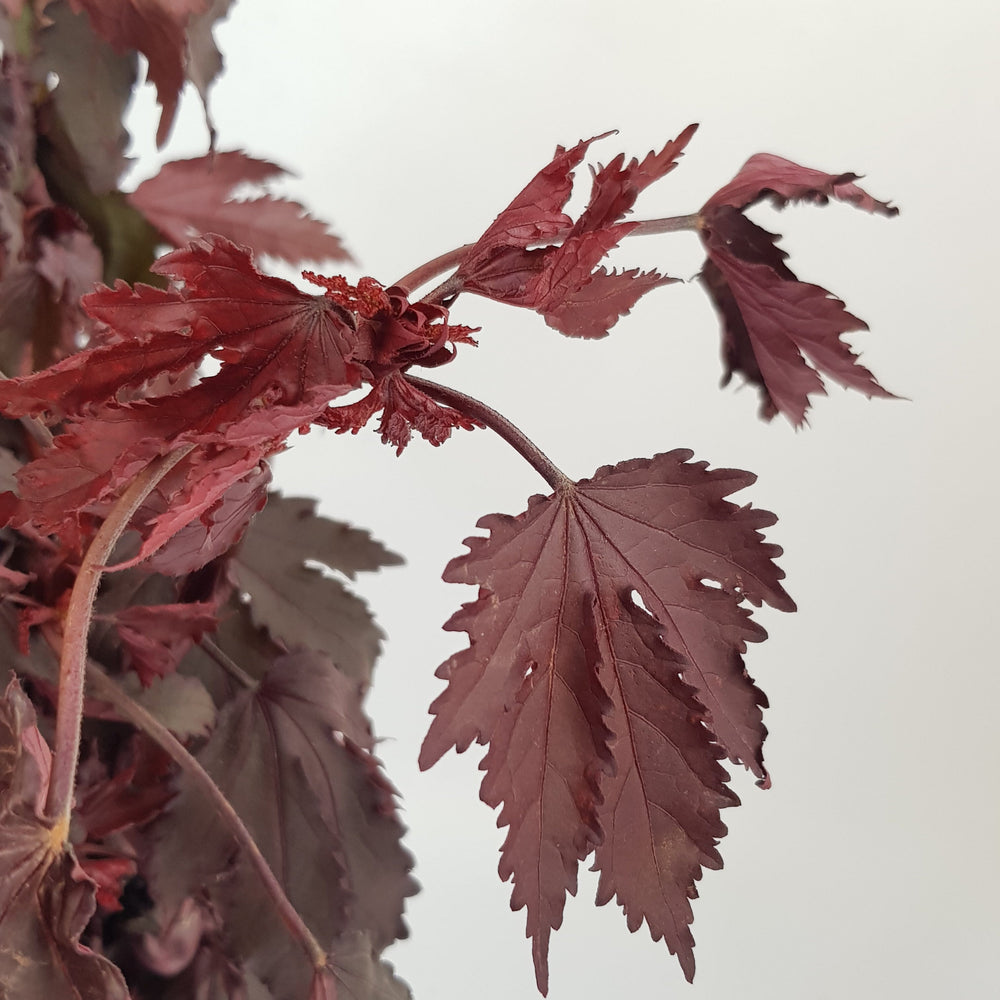 Red Mable Leaf