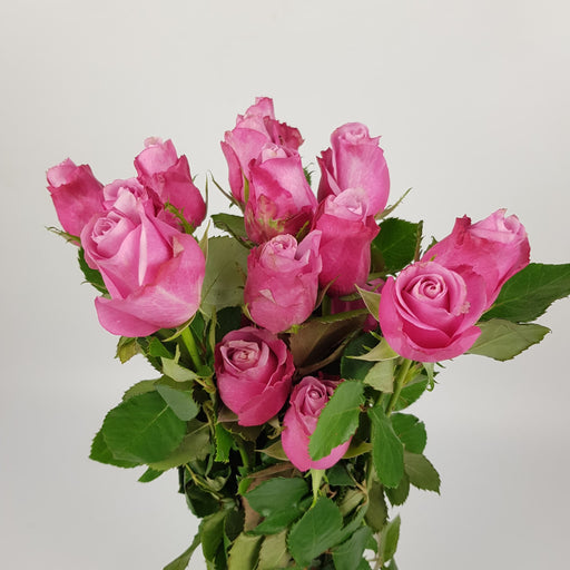 Rose (India) 50cm Deep Water - 2 Tone Pink [20 Stems]